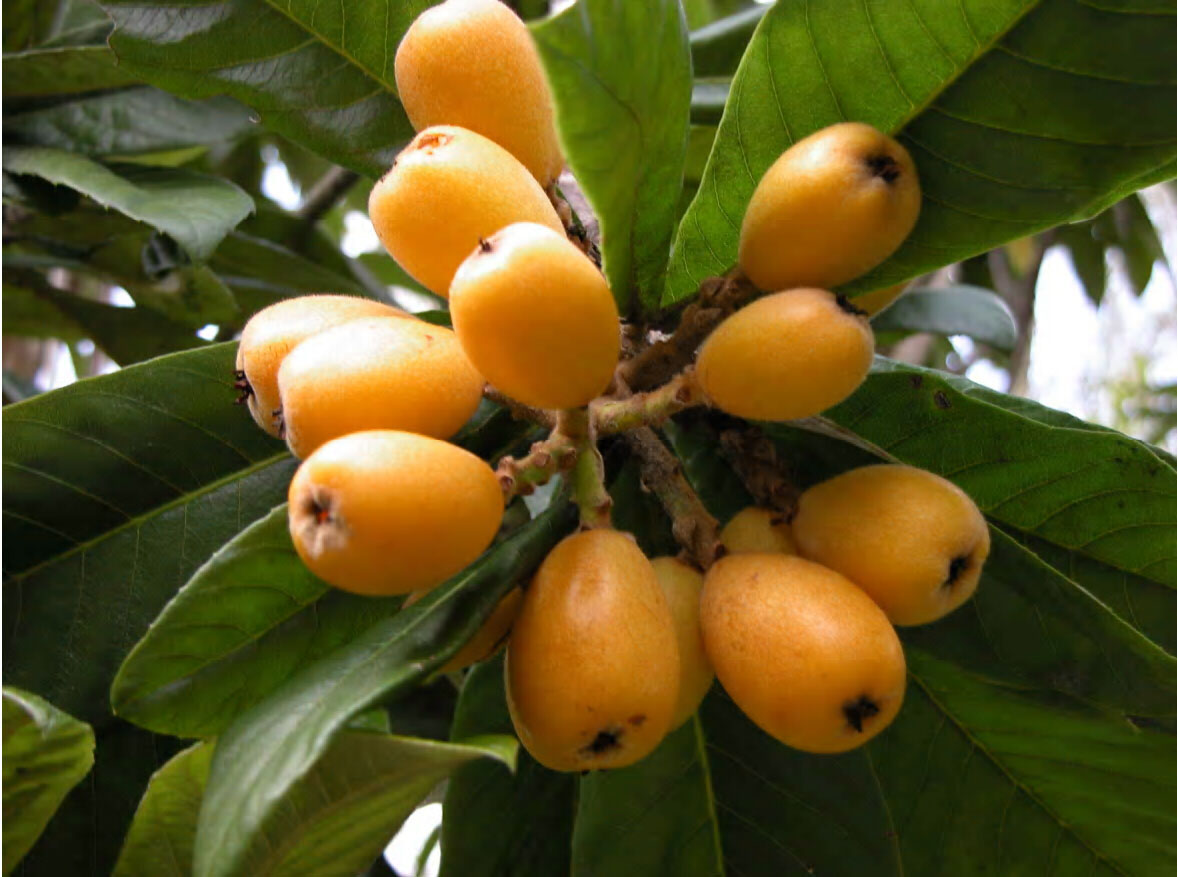 Don’t overlook this ornamental tree with edible fruit